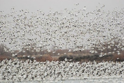 A large flock of white birds takes flight over a gray, cloudy landscape, creating a dynamic, swirling pattern in the sky.