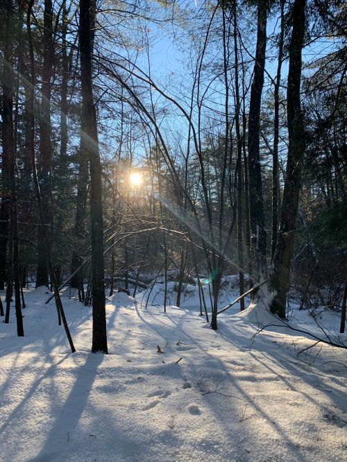 Sunlight filters through trees in a snowy forest, casting long shadows on the ground.
