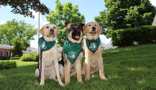 Three dogs wearing green bandanas sit on grass, surrounded by trees and a building in the background.