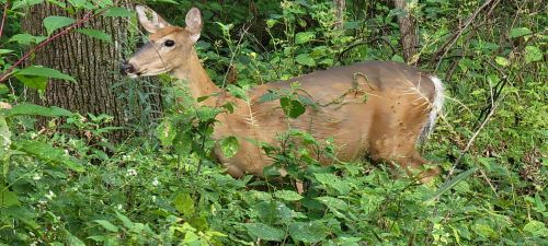 A deer standing among lush green foliage in a wooded area.