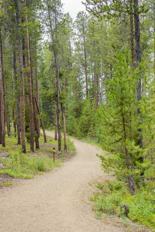 A winding dirt path through a lush green forest with tall trees on either side.