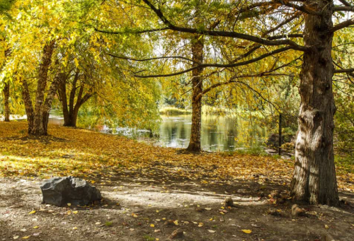 A serene park scene with golden autumn leaves, trees, and a calm pond surrounded by fallen foliage.