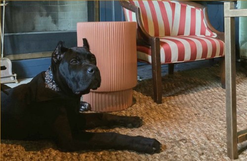 A black dog lies on a rug near a striped chair and a round pink table in a cozy indoor setting.