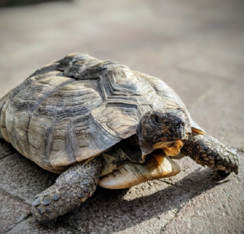 A close-up of a tortoise resting on a stone surface, showcasing its textured shell and calm demeanor.