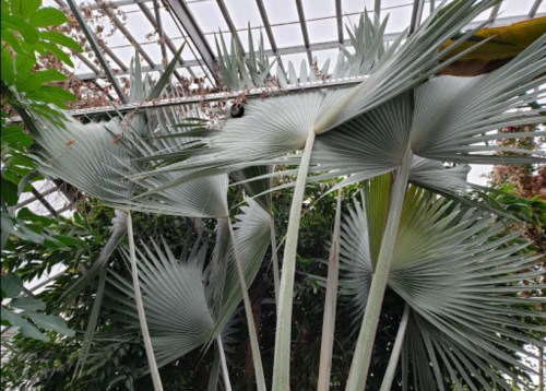 Lush green tropical plants with large, fan-shaped leaves in a greenhouse setting.