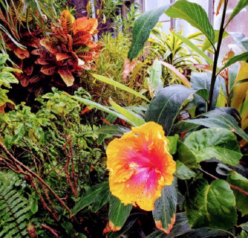 A vibrant orange and pink hibiscus flower surrounded by lush green foliage and tropical plants.