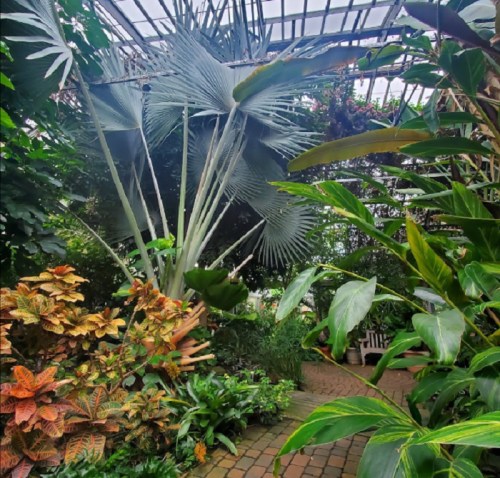 Lush indoor garden with tall palm trees and vibrant foliage, featuring a winding path and a serene atmosphere.
