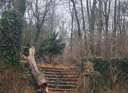Overgrown stone steps lead into a dense, misty forest with bare trees and scattered foliage.