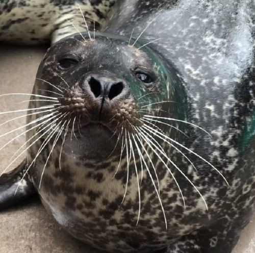 A close-up of a seal with a spotted coat, large whiskers, and a curious expression.