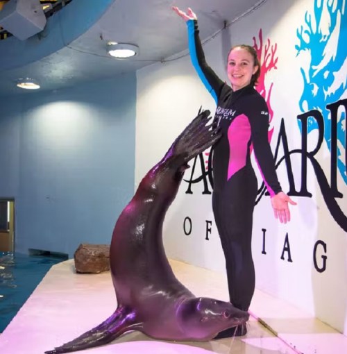 A trainer in a wetsuit stands beside a seal, both posing playfully in an aquarium setting.