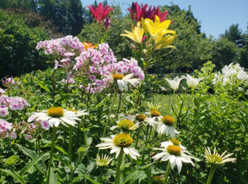 A vibrant garden filled with colorful flowers, including pink phlox, white coneflowers, and yellow lilies under a clear blue sky.