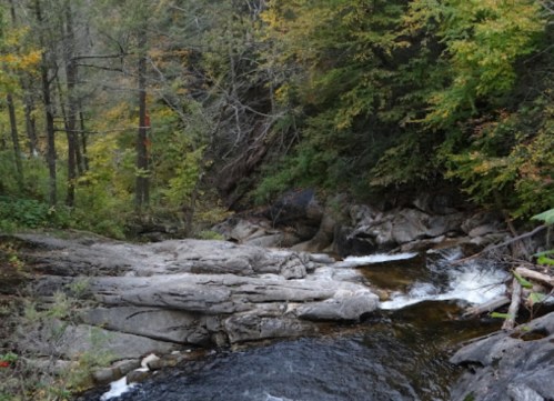 A serene forest scene featuring a rocky stream surrounded by lush green trees and autumn foliage.