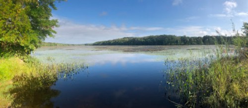 A serene lake surrounded by lush greenery and blue skies, reflecting the calm water and distant trees.