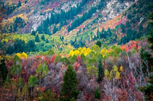 A vibrant landscape of mountains and forests showcasing autumn foliage in shades of red, yellow, and green.