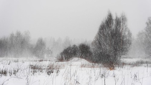 A snowy landscape with trees shrouded in a heavy snowstorm, creating a misty, wintry atmosphere.