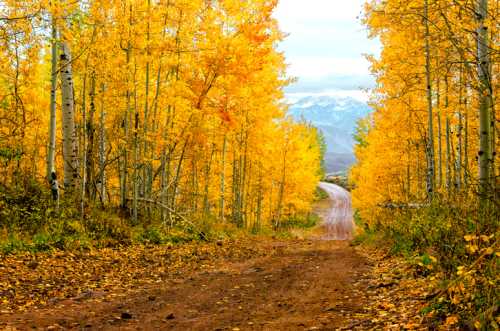 A dirt road winds through a forest of vibrant yellow aspen trees, with distant mountains visible in the background.