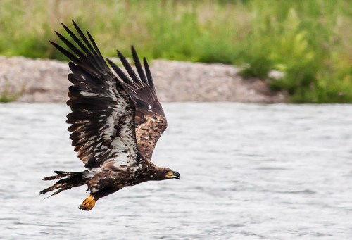 A young eagle flies low over a river, showcasing its large wings and distinctive plumage.