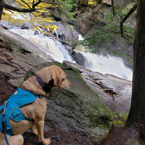 A dog with a blue harness sits on a rock near a rushing waterfall surrounded by trees and autumn foliage.