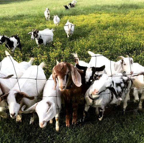 A group of goats, including white and brown ones, gathered near a fence in a grassy field with yellow flowers.