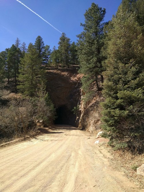 A dirt road leads to a dark tunnel surrounded by tall pine trees and a clear blue sky.