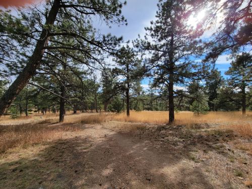 A serene forest scene with tall pine trees and golden grass under a bright sky. A dirt path winds through the landscape.