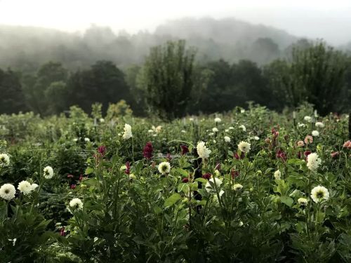 A misty landscape filled with blooming flowers, surrounded by lush greenery and distant hills.