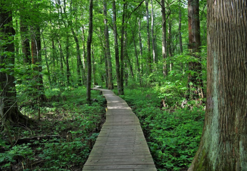 A wooden boardwalk winding through a lush green forest with tall trees and dense foliage.