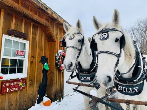 Two white horses named Bob and Billy stand in front of a wooden building decorated for Christmas, with snow on the ground.