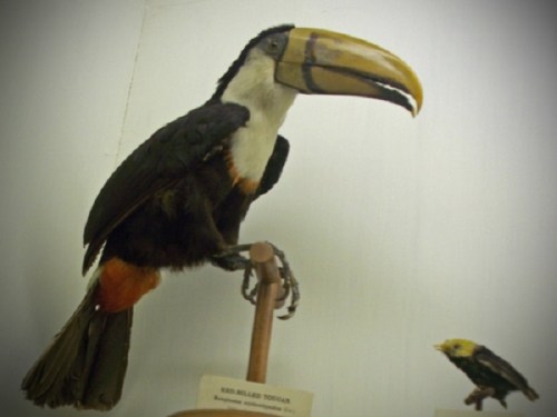 A mounted toucan with a large beak stands next to a small bird specimen on display.