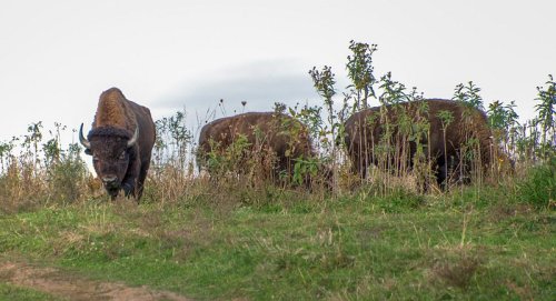 A group of bison grazing in a grassy field with sparse vegetation and a cloudy sky in the background.