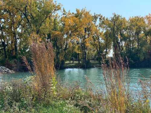 A serene river scene with vibrant autumn trees and tall grasses along the water's edge under a clear blue sky.