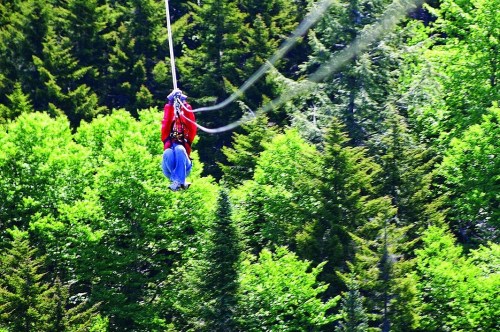 A person zip-lining through a lush green forest, surrounded by tall trees and vibrant foliage.