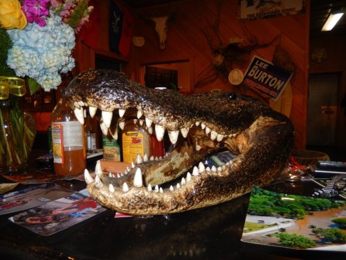 A large alligator skull with sharp teeth displayed on a table, surrounded by various items and decorations.