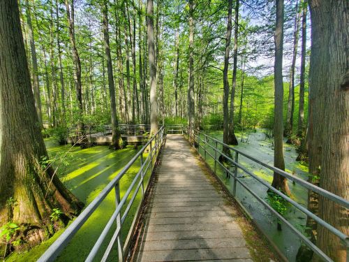 A wooden walkway through a lush green forest, surrounded by trees and a swampy area with green water.