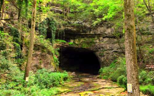 A dark cave entrance surrounded by lush green trees and foliage, with a rocky path leading to it.