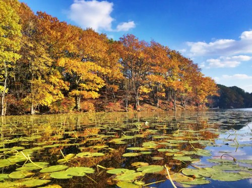 Autumn trees with vibrant orange leaves reflect in a calm lake, surrounded by lily pads under a blue sky.