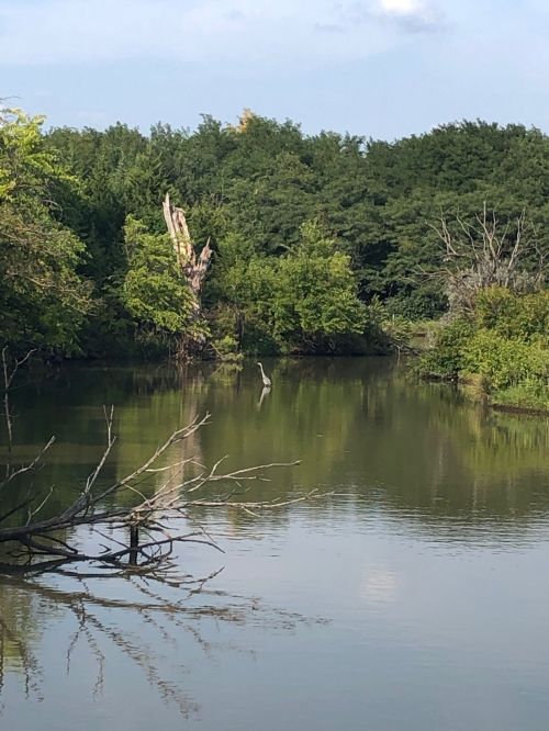 A serene river scene with lush green trees and a weathered tree stump reflected in the calm water.