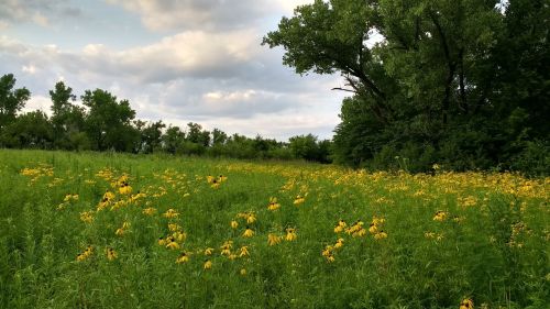 A vibrant field of yellow wildflowers surrounded by green trees under a cloudy sky.