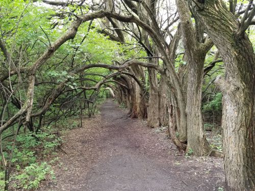 A winding dirt path surrounded by trees with arching branches, creating a natural tunnel effect.