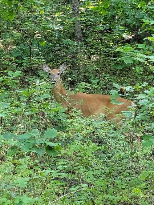 A deer stands among lush green foliage in a wooded area, partially hidden by plants.