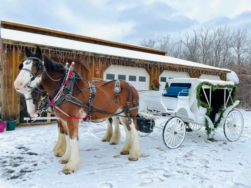 A brown and white horse in harness stands beside a white horse-drawn carriage decorated with greenery in a snowy setting.