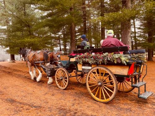 A horse-drawn carriage with two passengers travels through a forested area covered in pine needles.
