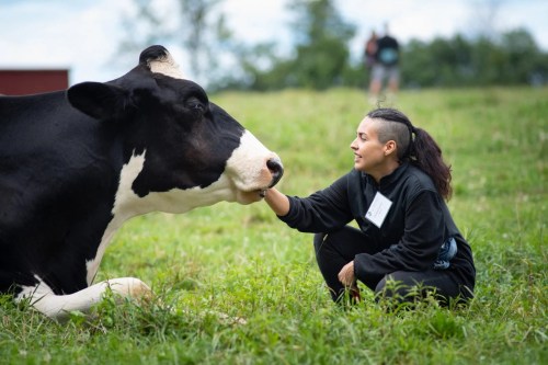 A person kneels beside a cow in a grassy field, gently touching its face with a serene expression.