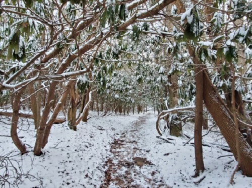 A snowy forest path surrounded by trees with green leaves, creating a serene winter landscape.