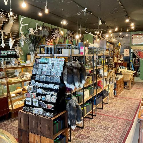 A cozy shop filled with taxidermy, animal fur, and various decorative items, illuminated by warm hanging lights.