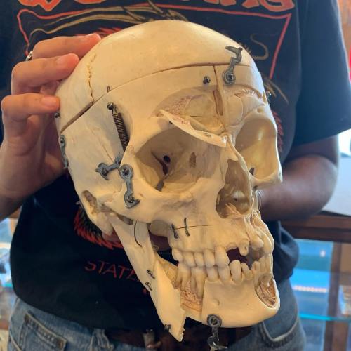 A person holds a detailed anatomical skull model with visible screws and joints, showcasing its intricate design.