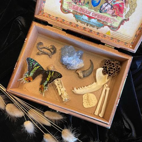 A wooden box containing a butterfly, crystals, bones, and various natural curiosities on a dark background.
