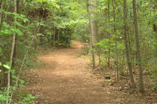 A winding dirt path through a lush green forest, surrounded by trees and foliage.