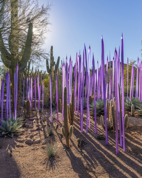 A desert landscape featuring tall, purple glass sculptures among cacti and desert plants under a clear blue sky.