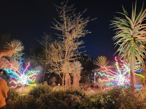 Colorful light trails swirl around desert plants at night, creating a vibrant and dynamic atmosphere.